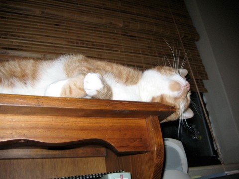 When I sleep on bookcases, I let my head hang over the edge so I don't damage my whiskers.  